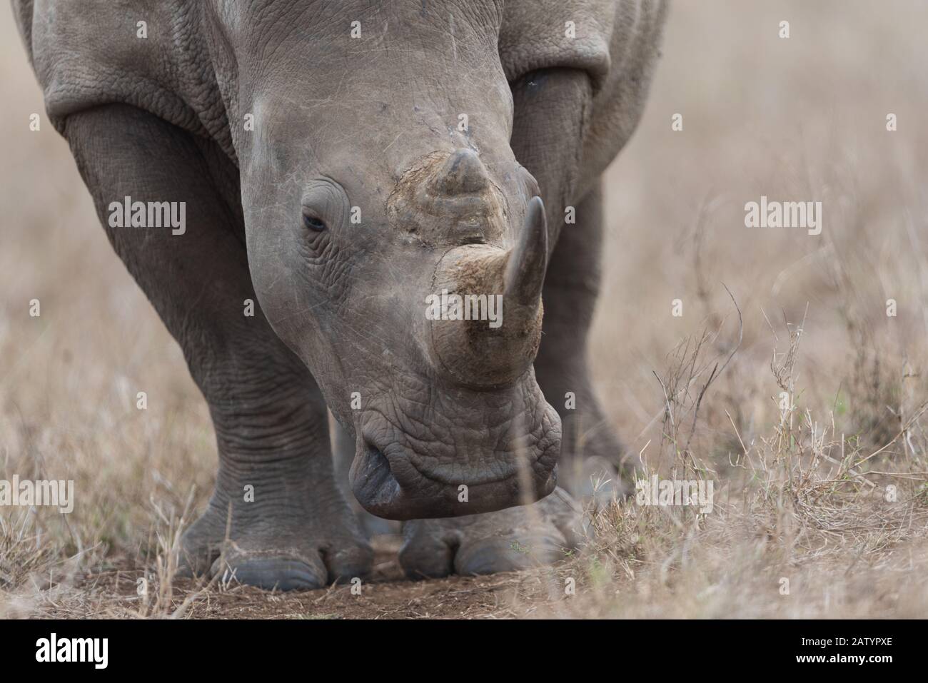 Weißes Rhino in der Wildnis Stockfoto