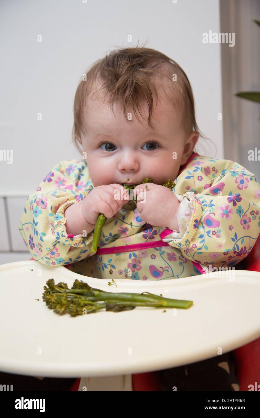 6 Monate altes Baby Mädchen Baby führte Entwöhnung Stockfoto