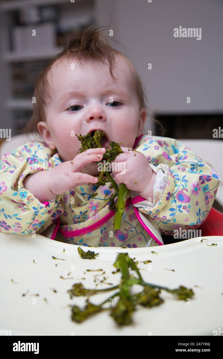 6 Monate altes Baby Mädchen Baby führte Entwöhnung Stockfoto