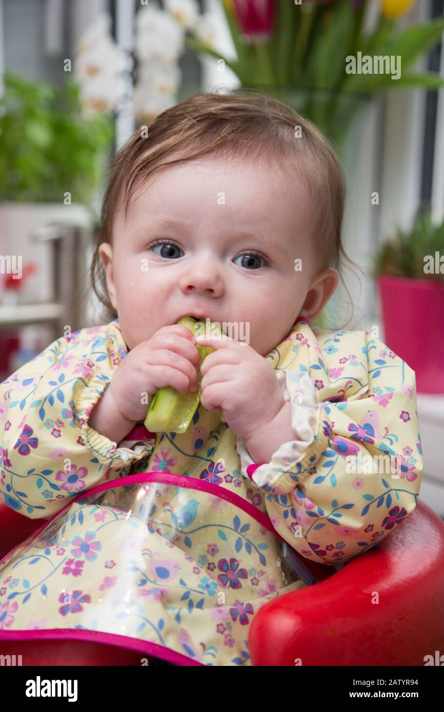 6 Monate altes Baby Mädchen Baby führte Entwöhnung Stockfoto