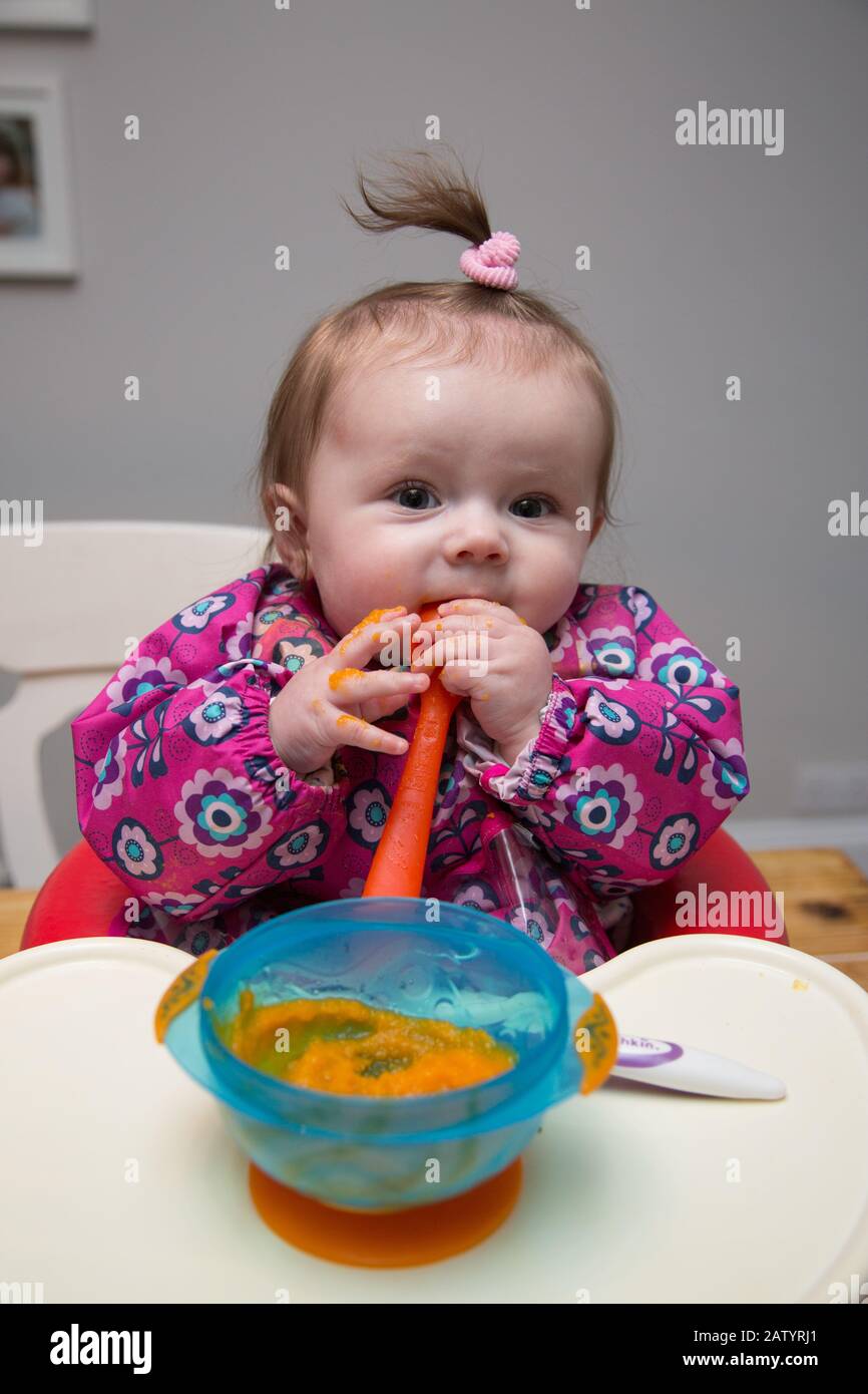 6 Monate altes Mädchen, das auf Gemüse entwöhnt wird Stockfoto