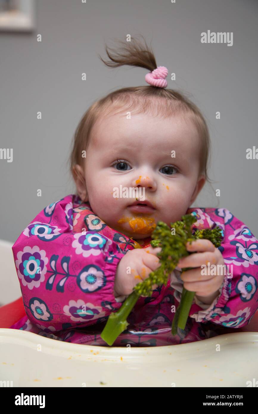 6 Monate altes Mädchen, das auf Gemüse entwöhnt wird Stockfoto