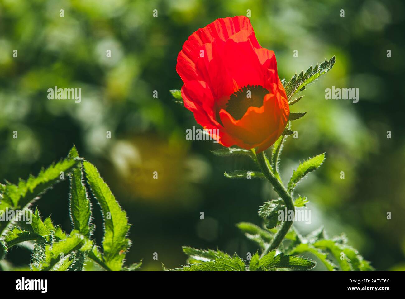 Schöne leuchtend rote Mohnblumen auf grünem Hintergrund. Makroaufnahme mit selektivem Fokus und flachem Freiheitsgrad Stockfoto