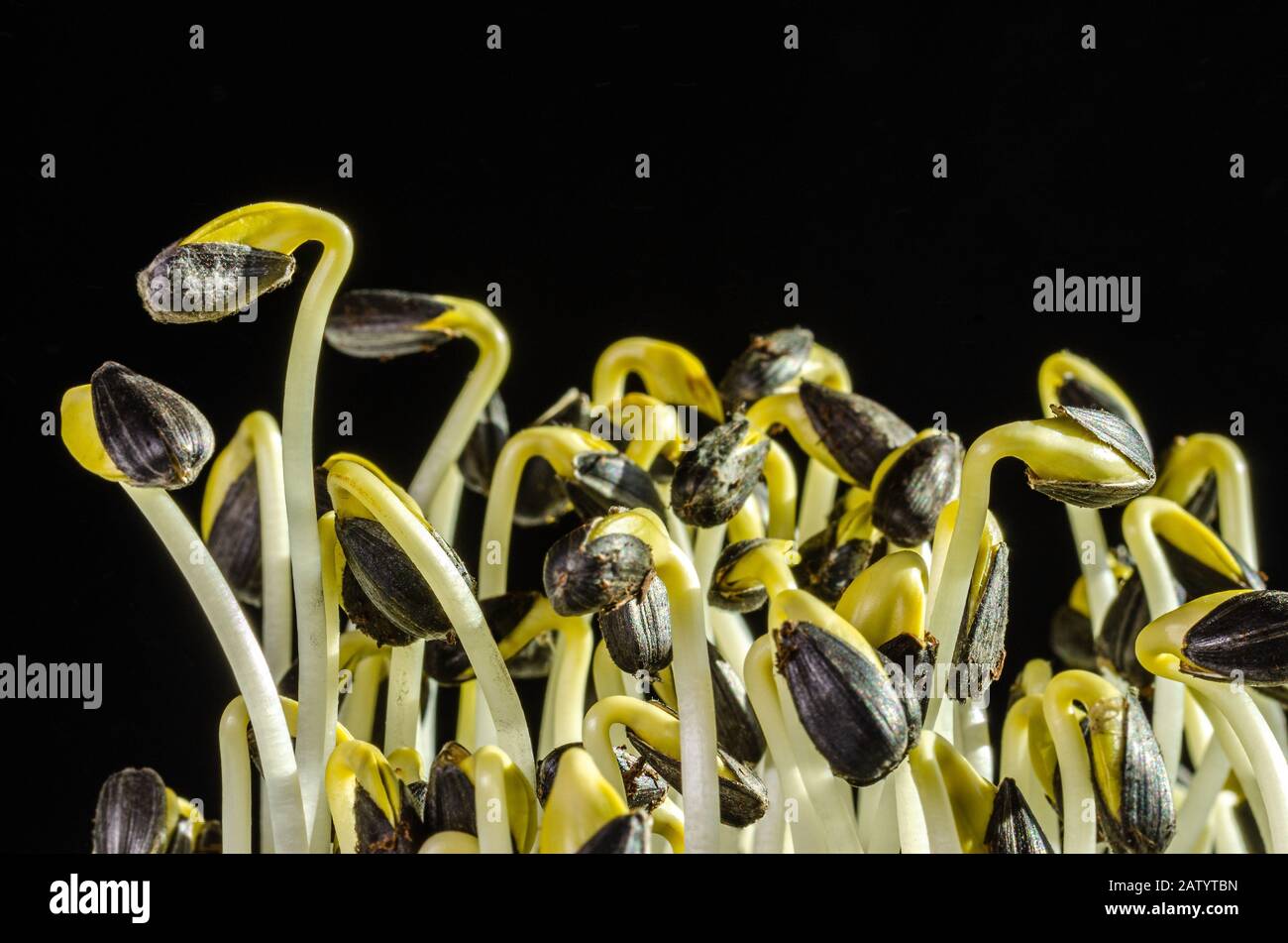 Sonnenblumensprosse im Sonnenlicht auf schwarzem Grund. Sprosse und Mikrogrün von Helianthus annuus, der gemeinsamen Sonnenblume. Essbare Sämlinge. Stockfoto
