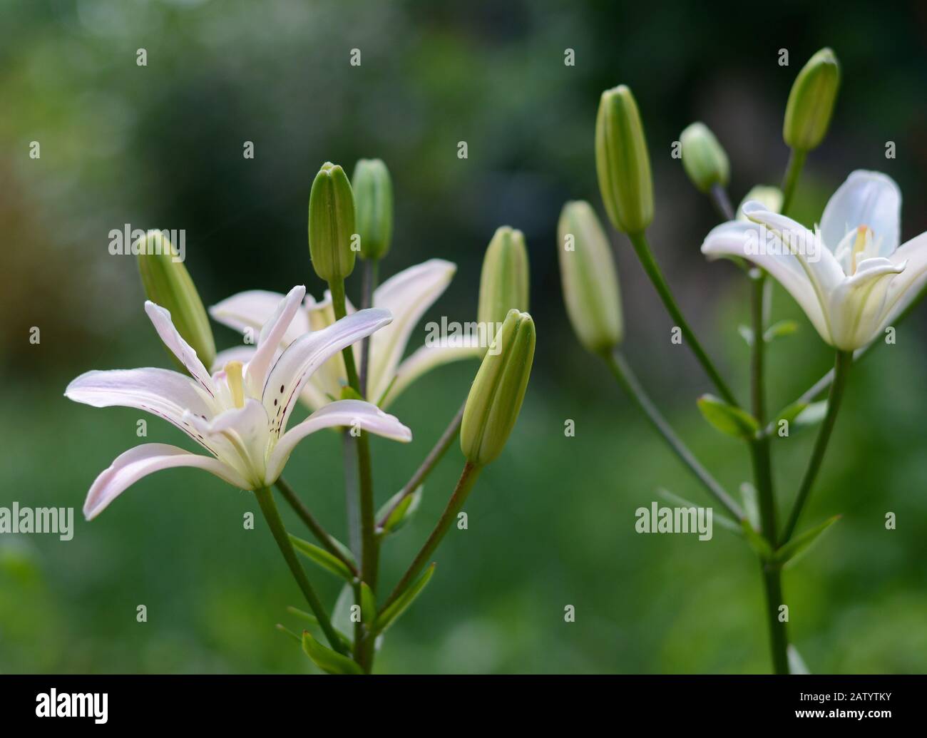 Lilium Candidum (Madonna Lily) in einem Land Cottage Garten Stockfoto