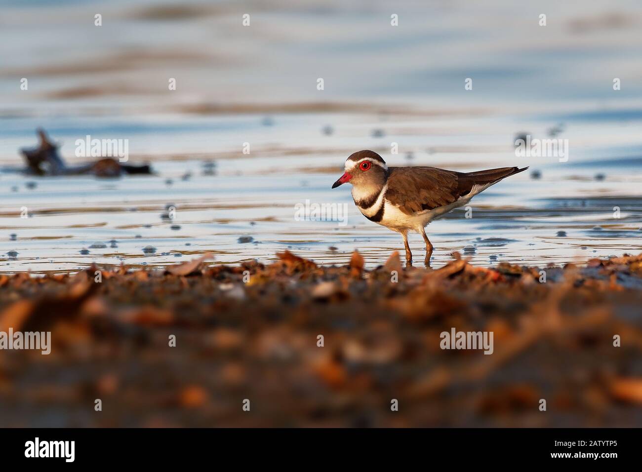 Drei-Gebändert Regenpfeifer - Charadrius tricollaris kleine Wader, wohnhaft in der Region des östlichen und südlichen Afrika und Madagaskar, Inland Flüssen, Pools, und La Stockfoto