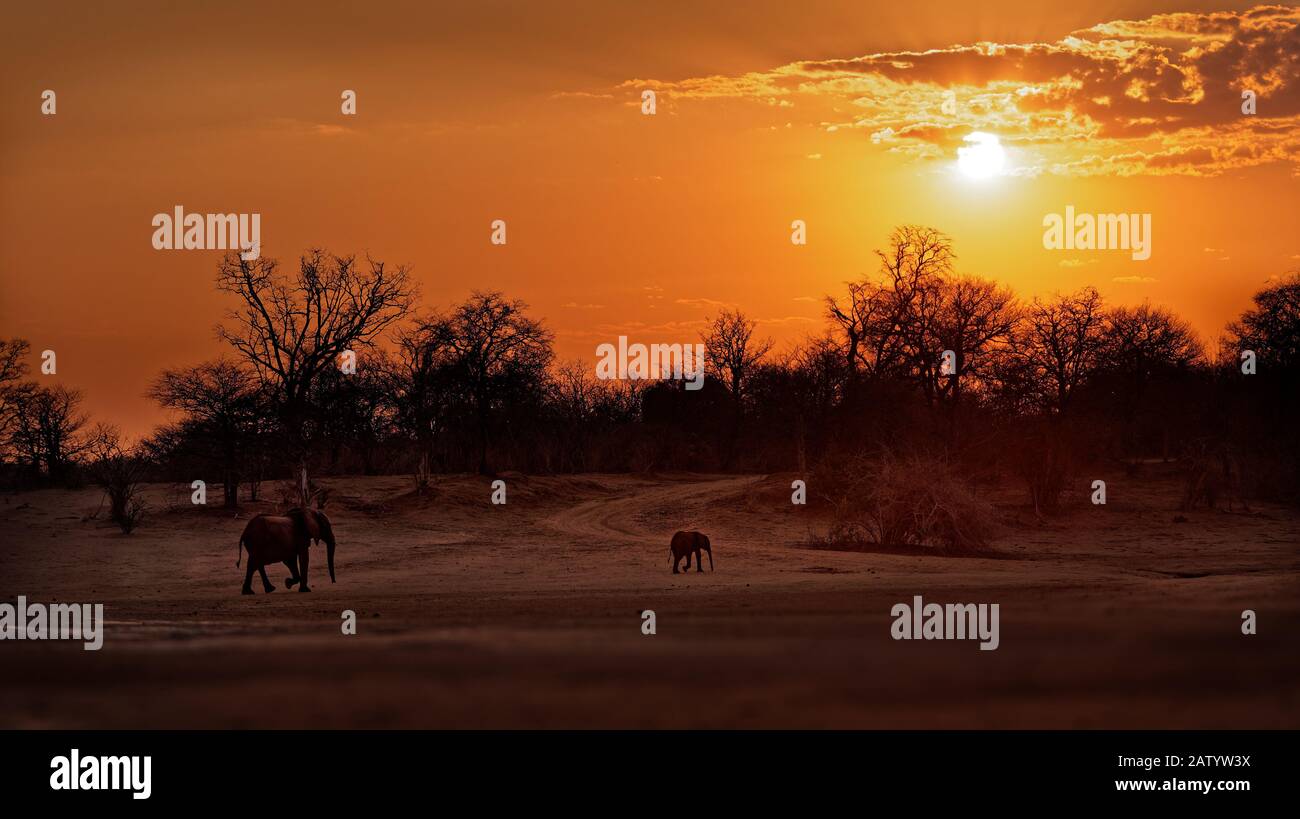 Afrikanischer Bush Elephant - Loxodonta africana Baby Elephant mit seiner Mutter, der bei Sonnenuntergang oder Sonnenaufgang in Mana Pools in Simbabwe spazieren geht (Dämmerung und Morgengrauen), Stockfoto