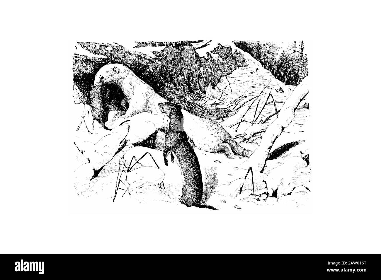Weasel und Ermine - Gravierte Abbildung von Vettage, Vj Stockfoto