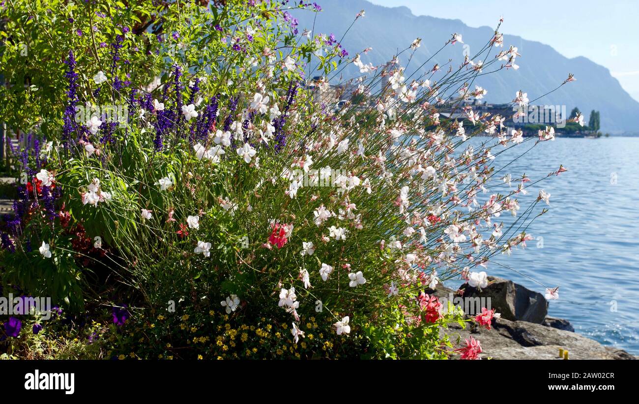 Genfer See, Montreux, Kanton Waadt, Schweiz. Stockfoto