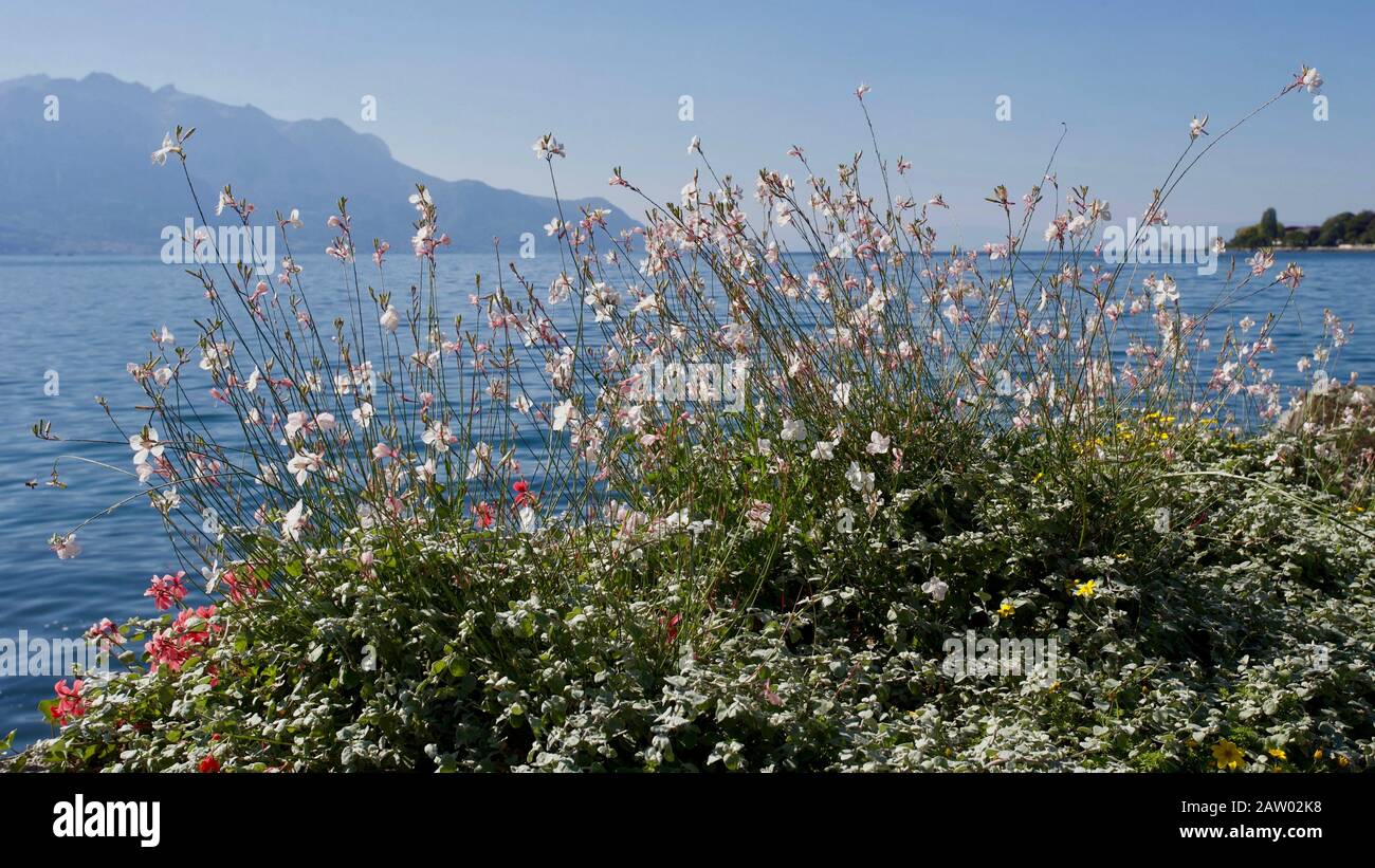 Montreux - der Genfersee Montreux ist eine Gemeinde und eine Schweizer Stadt am Ufer des Genfersee am Fuß der Alpen. Er gehört zum Landkreis Stockfoto
