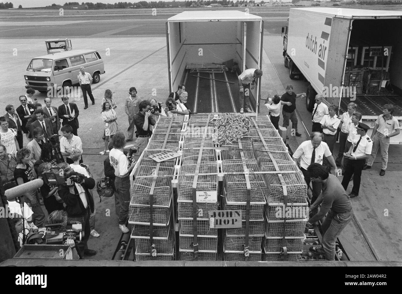 Marsh Beavers eine bankrotte Zucht für den Transport vom Flughafen zu den Uruguay Sumpfbeibern, Farmen, Flughäfen Datum: 16. August 1989 Standort: Nordholland, Schiphol Stichwörter: Farmen, Flughäfen, Sumpfbeiber: Croes, Rob C./Anefo Urheberrechtsinhaber: National Archives Materialtyp: Negative (schwarz/weiß) Archivnummer: Siehe Zugang 2.24.01.05 Stockfoto