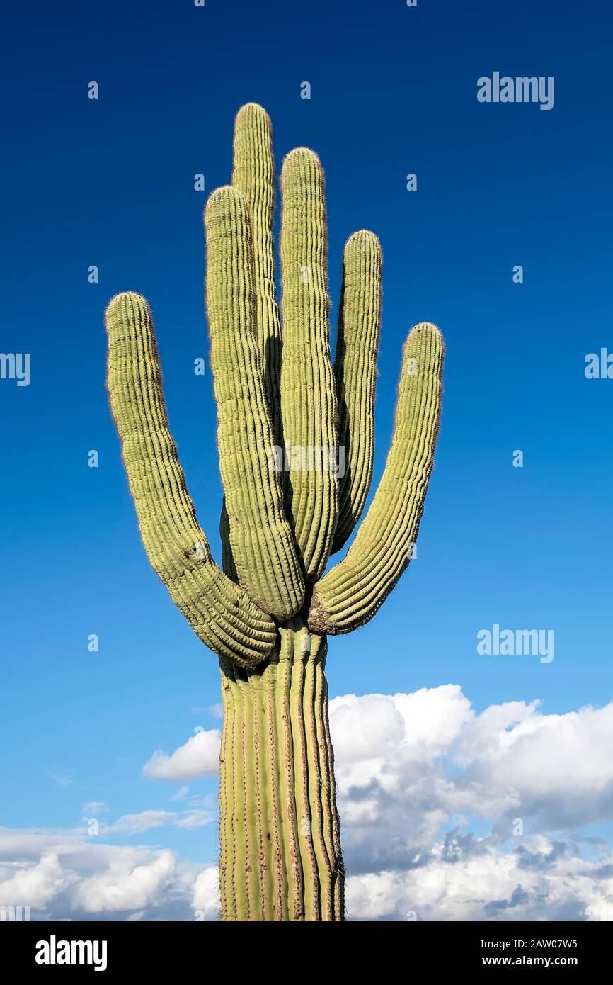 Saguaro Cactus (Carnegiea gigantea), gebürtig in der Sonoran-Wüste in Arizona. Tonto National Forest. Stockfoto