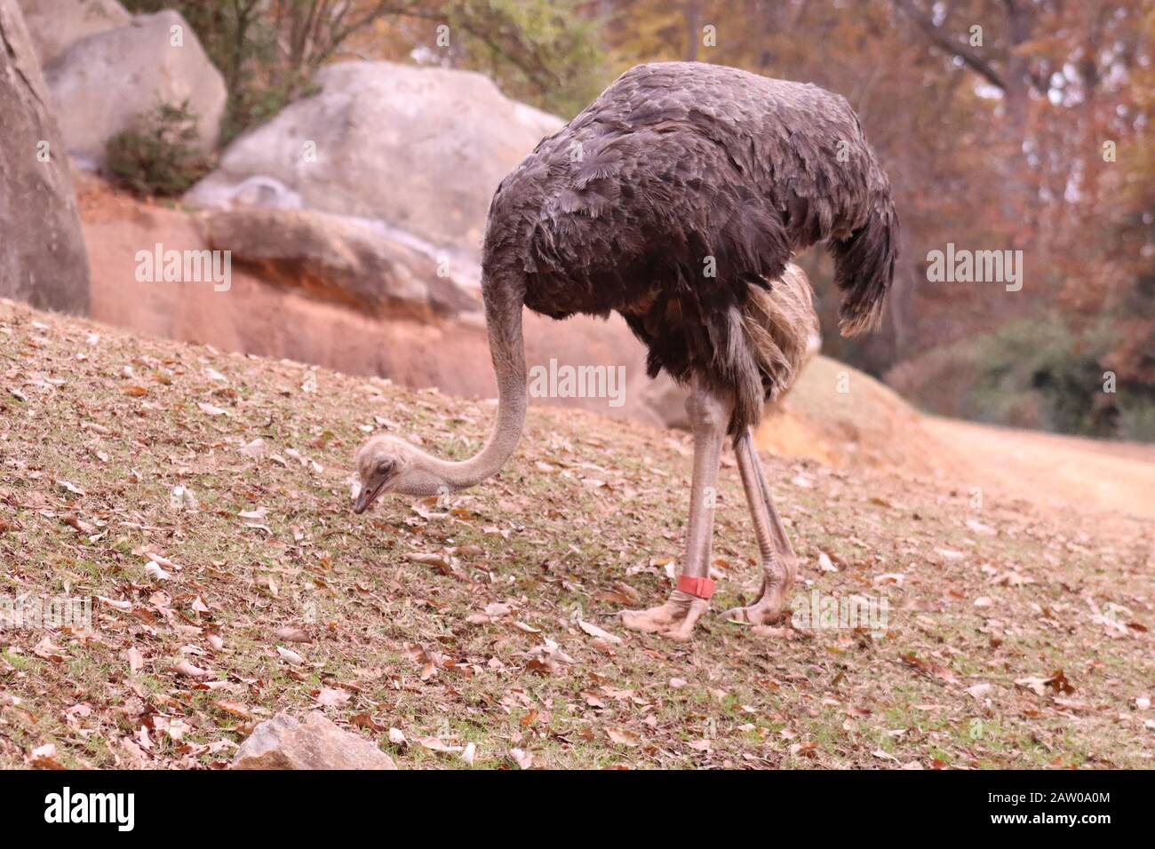 Ein Ostrich im Zoo von North Carolina Stockfoto