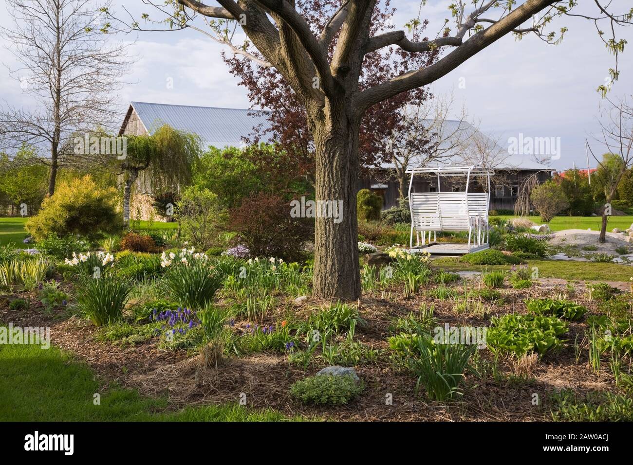 Juglans - Walnussbaum untergepflanzt mit gemischten mehrjährigen Pflanzen,  Sträuchern und Bäumen einschließlich weißen Narzissen - Narzissen Blumen,  Pinus Mugo - Kiefer Baum Stockfotografie - Alamy