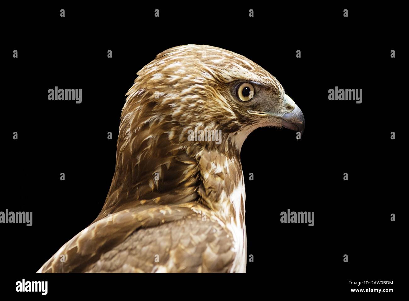 Juvenile Rotschwänze oder Buteo jamaicensis Kopf isoliert auf Schwarz Stockfoto