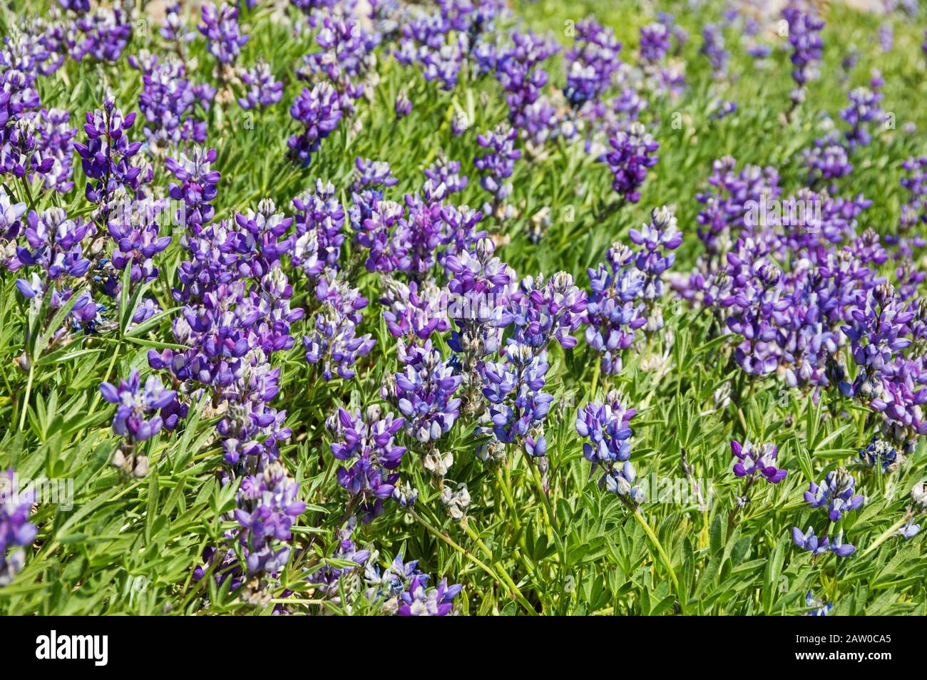 Lupine Wildblumen wachsen auf einer Bergwiese Stockfoto