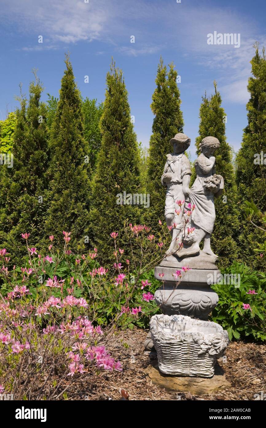 thuja smaragd guenstig Thuja occidentalis Smaragd main image 0