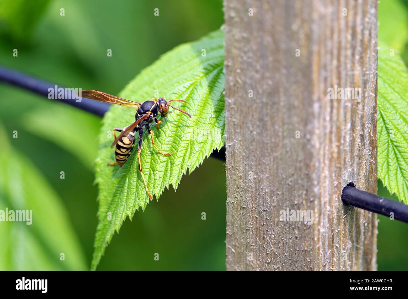 Cicada Hunter (Killer) Wasp (Sphecius speciosus) auf einem grünen Himbeerblatt in einem Heimatgarten. Stockfoto