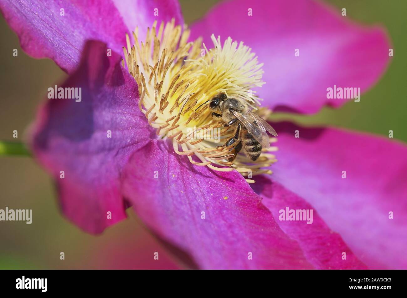 Honigbiene (Apis) auf einer rosafarbenen Clematis-Blume. Stockfoto
