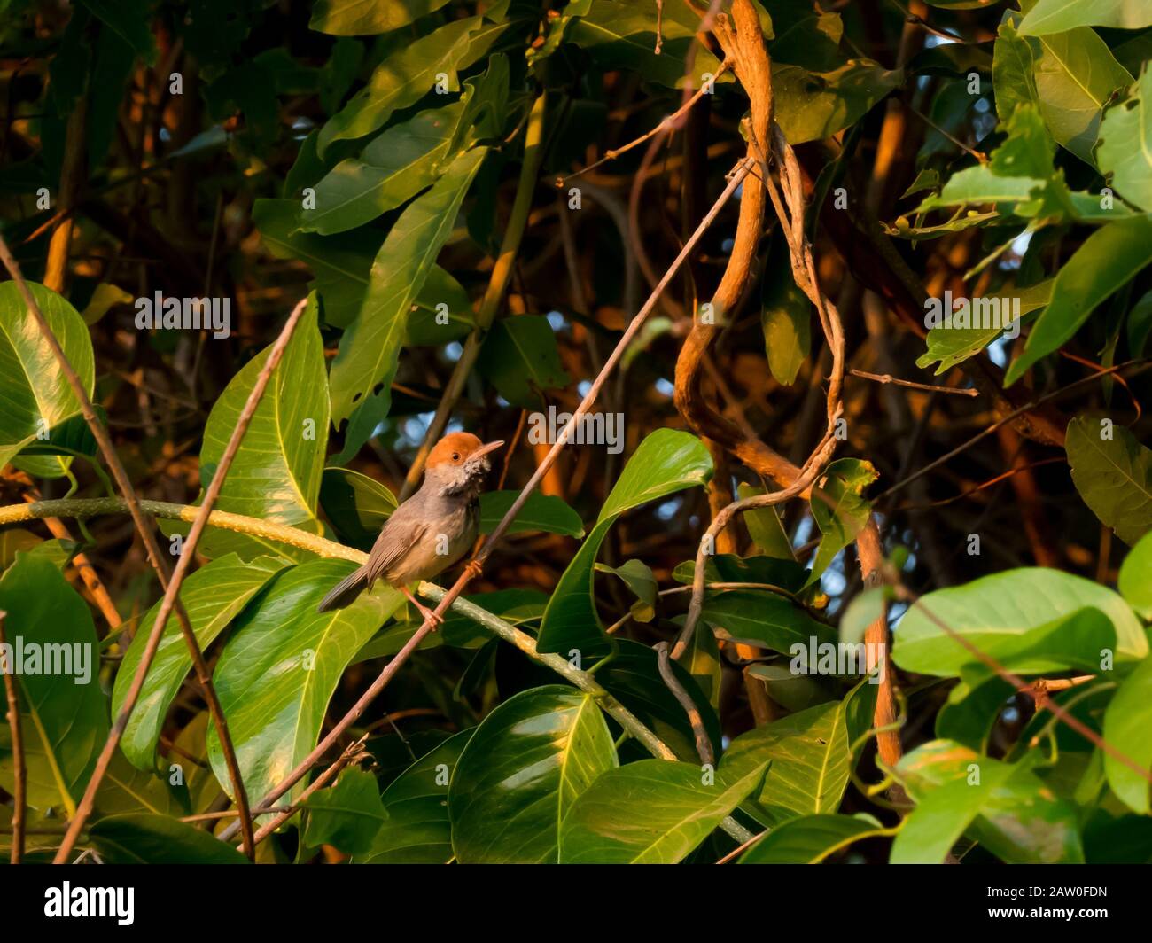 Kambodischer Tailorbird, Orthotomus chaktomuk, 2009 neu in der Wissenschaft in der Nähe von Phnom Penh Kambodscha Stockfoto