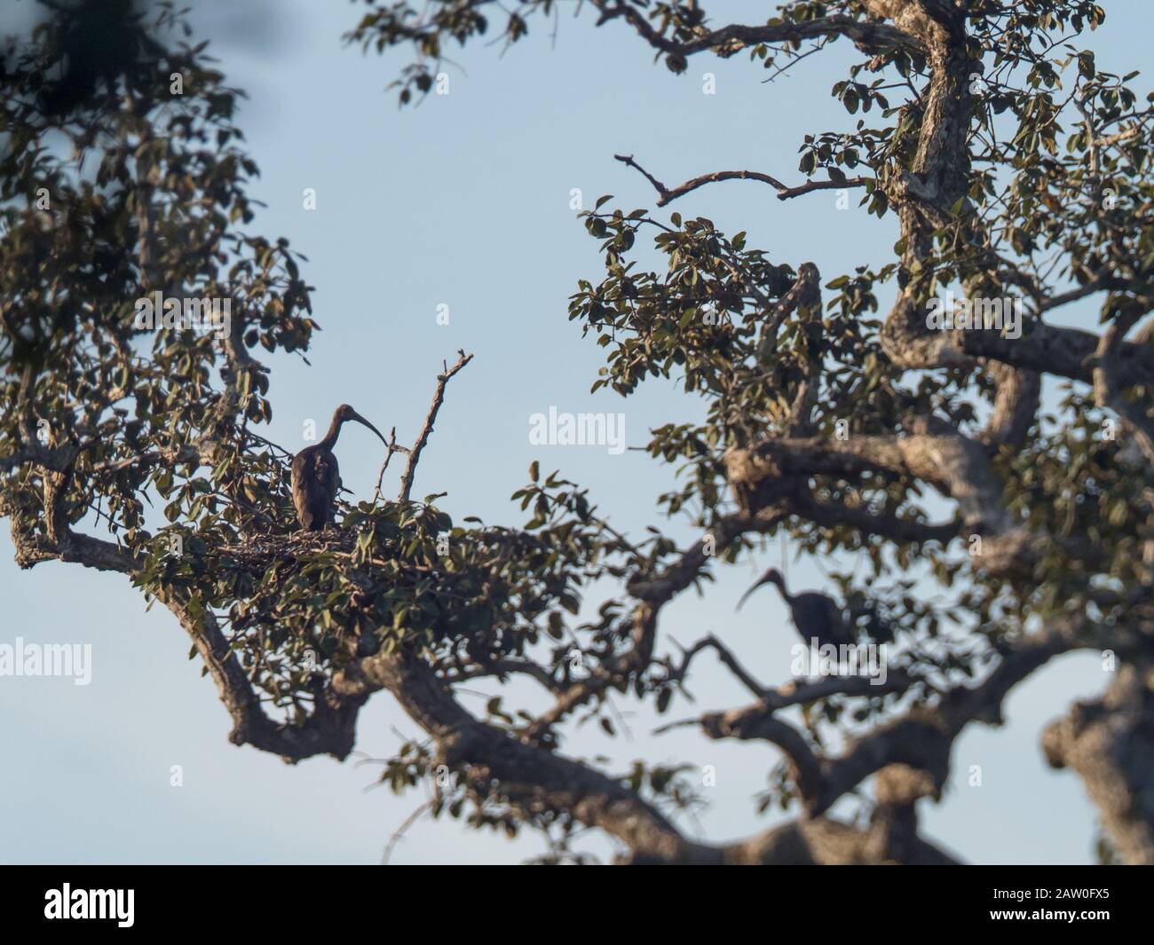 Das vom Schutz bedrohte Giant Ibis in Tmbatboey Kambodscha Stockfoto