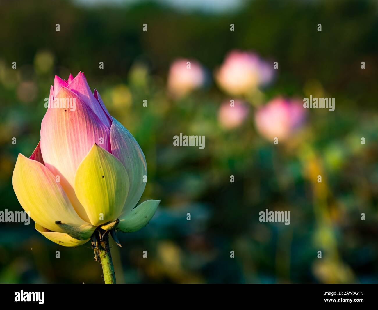 Die Blume des heiligen lotos in Kambodscha Stockfoto