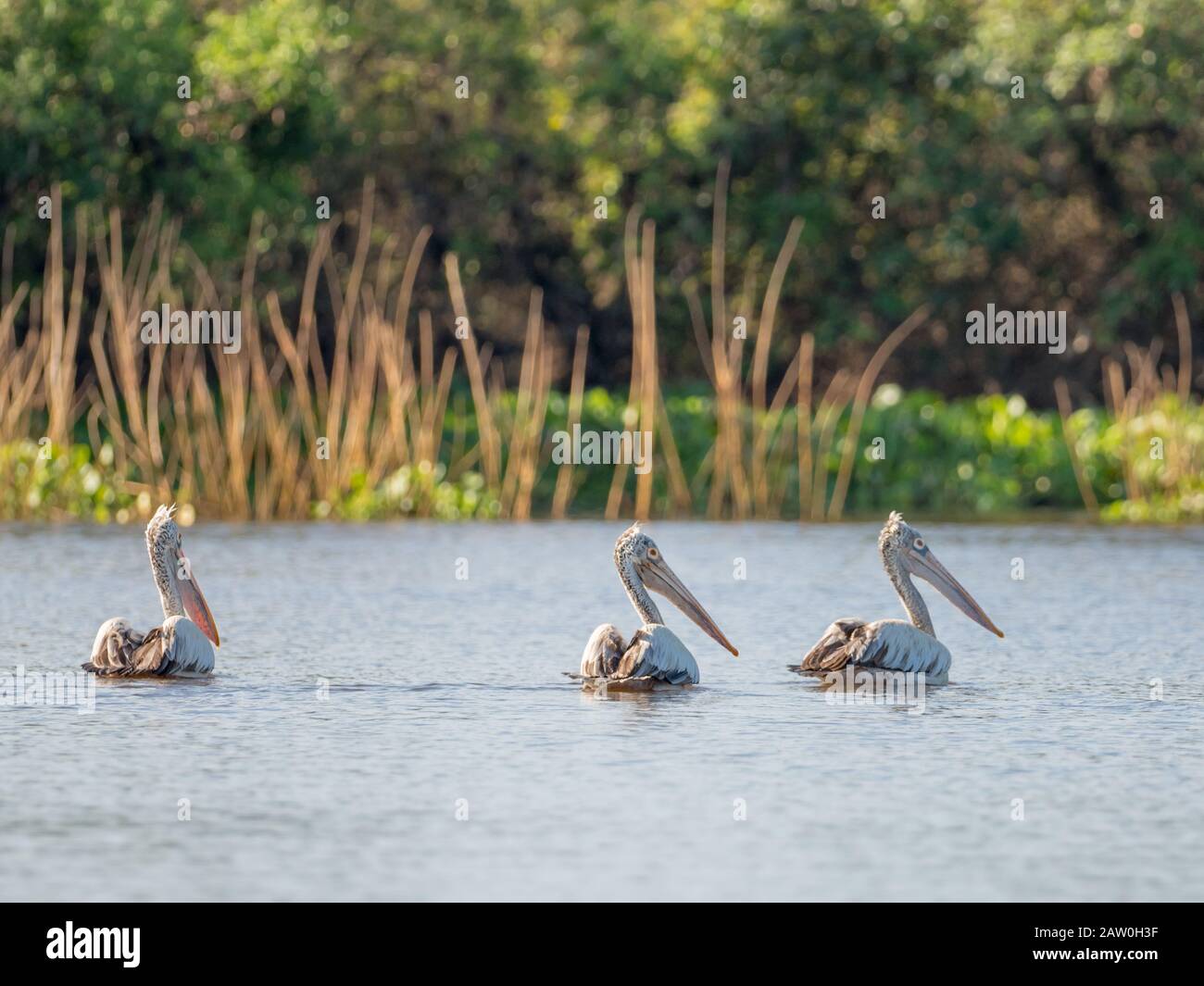 Der Pelikan Pelican Pelecanus philippensis wurde im Prek Toal Reservat am Tonle Sap See in Kambodscha ausgestellt Stockfoto