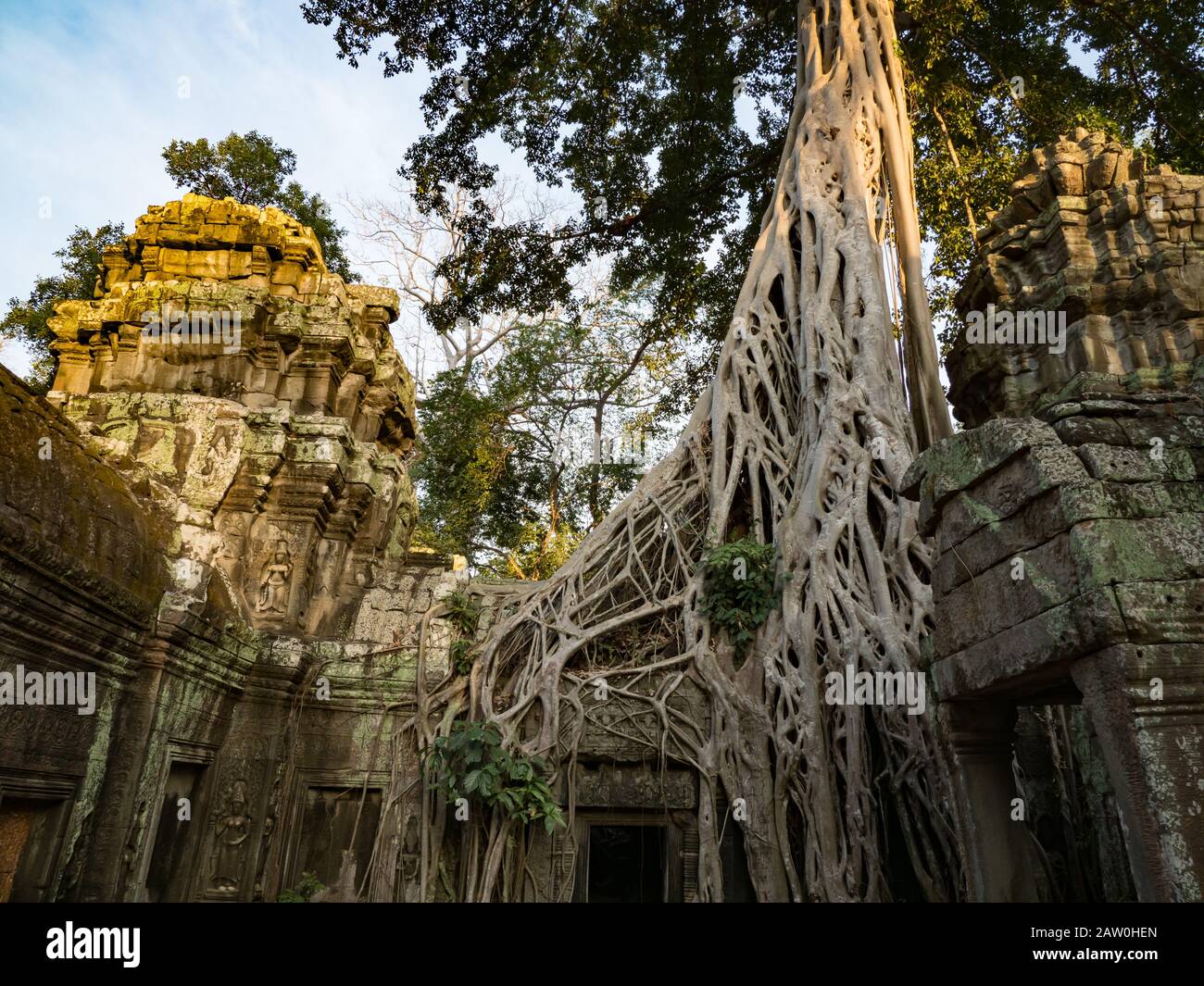 Der erstaunliche Dschungeltempel von Ta Prohm in der Nähe von Siem Reap Kambodscha Stockfoto