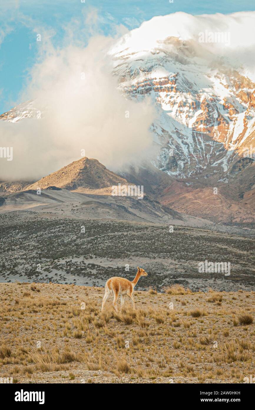 vicuñas in El Chimborazo Stockfoto