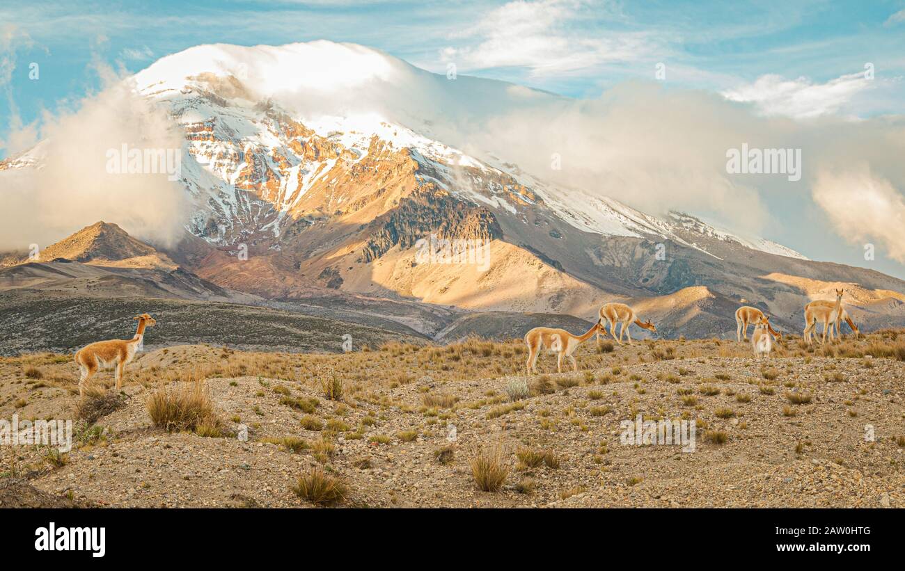 vicuñas in El Chimborazo Stockfoto