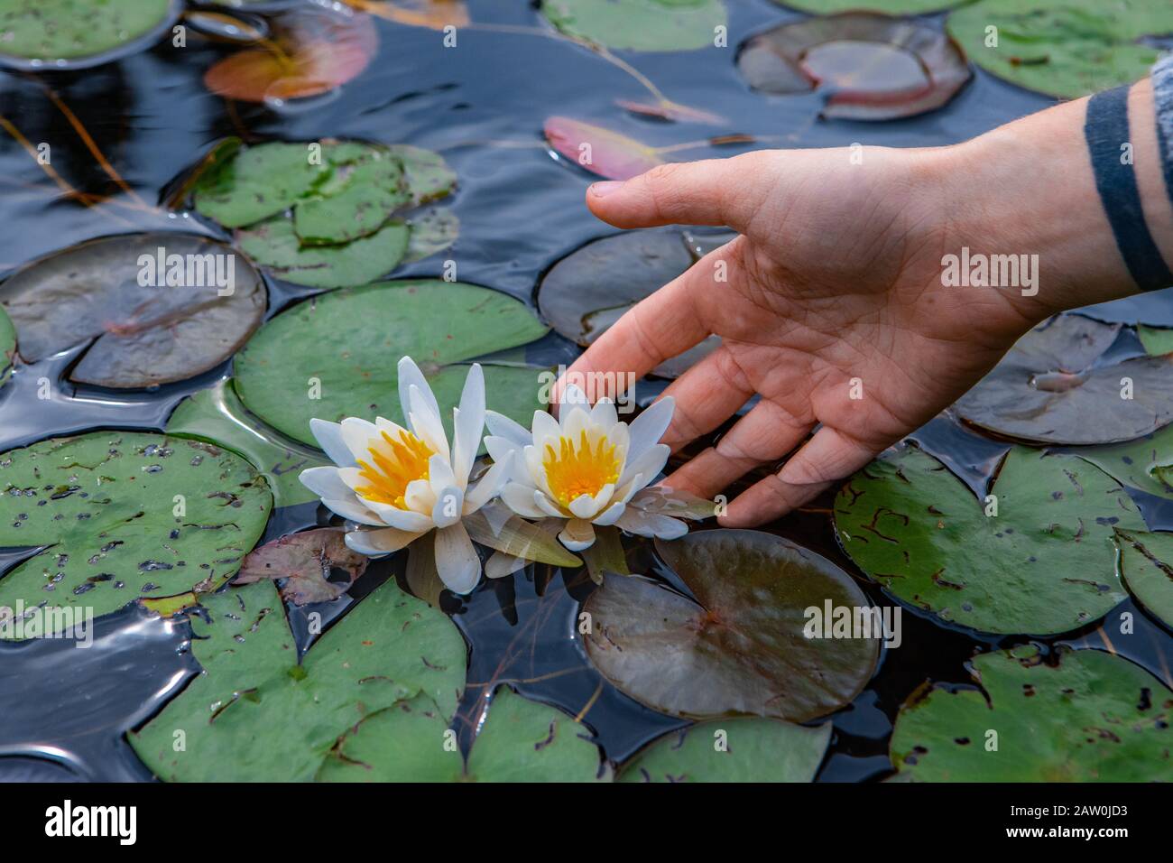 Nahaufnahme der Hand des Mannes, die einen schönen weißen lotus mit gelbem Zentrum hält, der mit grünen Blättern im See von Nord-Quebec in Kanada schwimmt Stockfoto