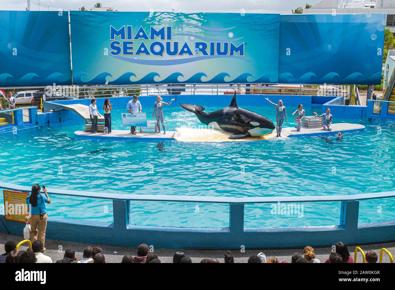 Miami Florida, Key Biscayne, Miami Seaquarium, Lolita, Killerwal, Orca, Vorstellung zum 40. Jahrestag, FL100924028 Stockfoto