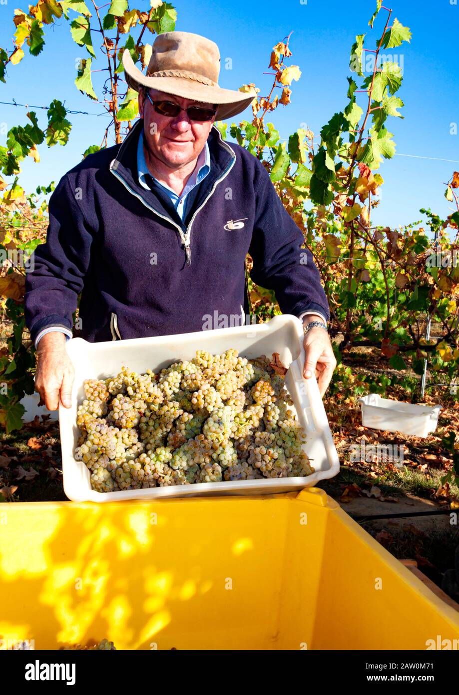 Australische Weinhersteller und Brauereien Produzieren in den Weinregionen South/Western Australia und New South Wales.Graham Shaw lädt Trauben in den Mülleimer Stockfoto