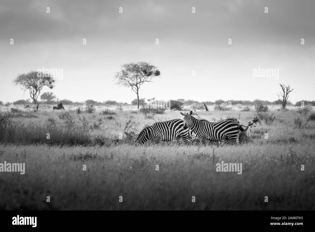 Zebras Familie in der Savanne in Kenia, Afrika, Safari in Tansania und im Ostpark von Uganda Tsavo Stockfoto
