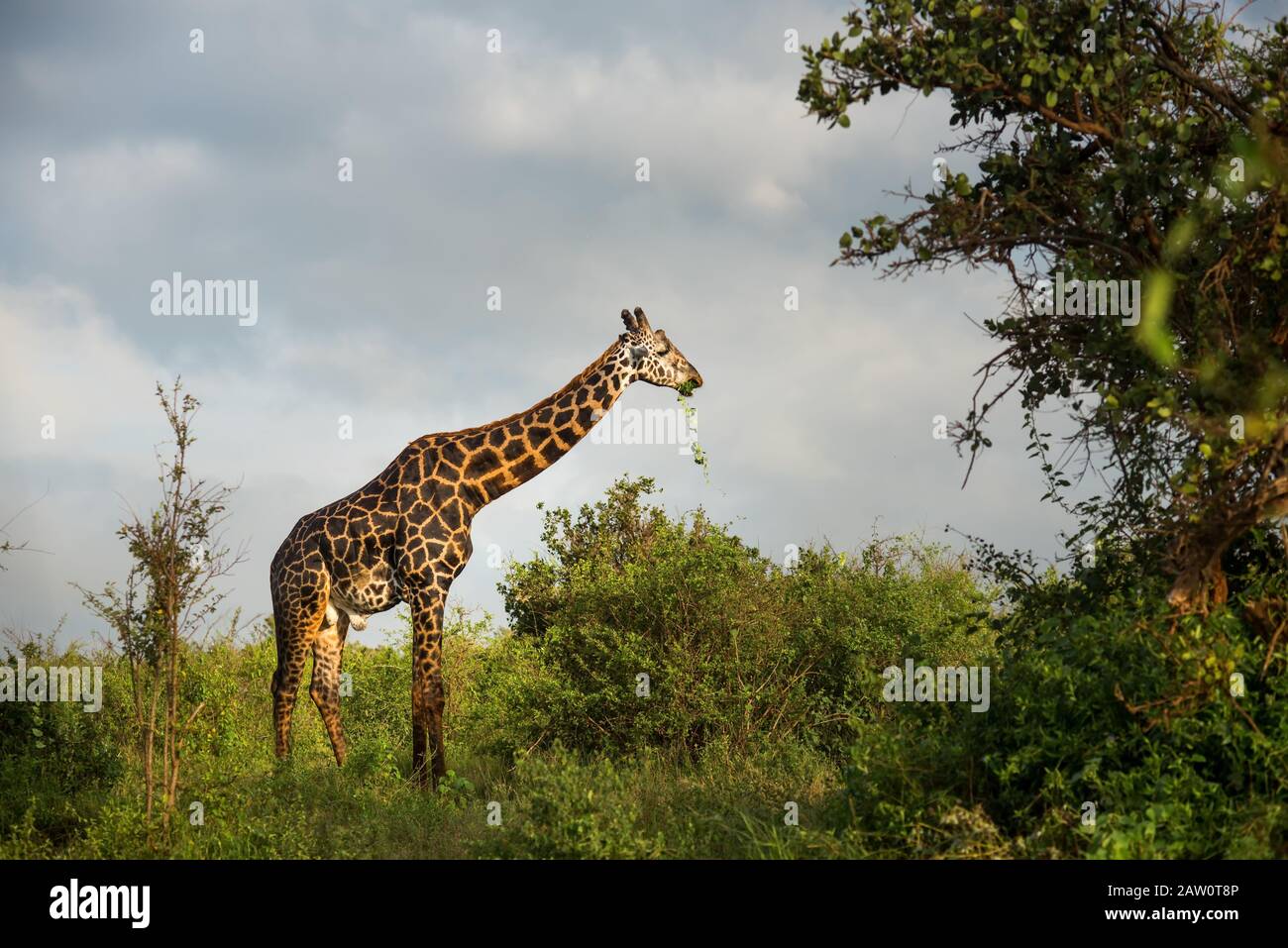 Giraffen in der Savanne, Safari in Kenia, Afrika, Familienbaby in Uganda, Tansania Botswana Jagd auf Elefanten Nationalpark Saanna Safari in Stockfoto