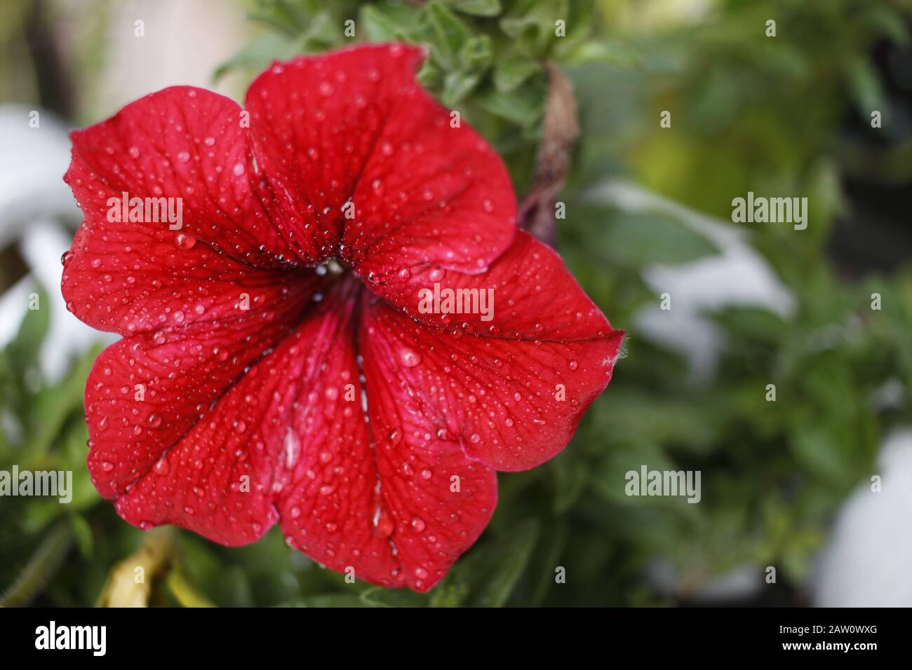 Schöne rote Blumen mit Engem Makro und Hintergrundblur. Full HD-Bilder Stockfoto