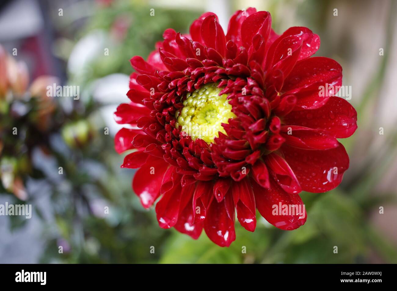 Schöne rote Blumen mit Engem Makro und Hintergrundblur. Full HD-Bilder Stockfoto