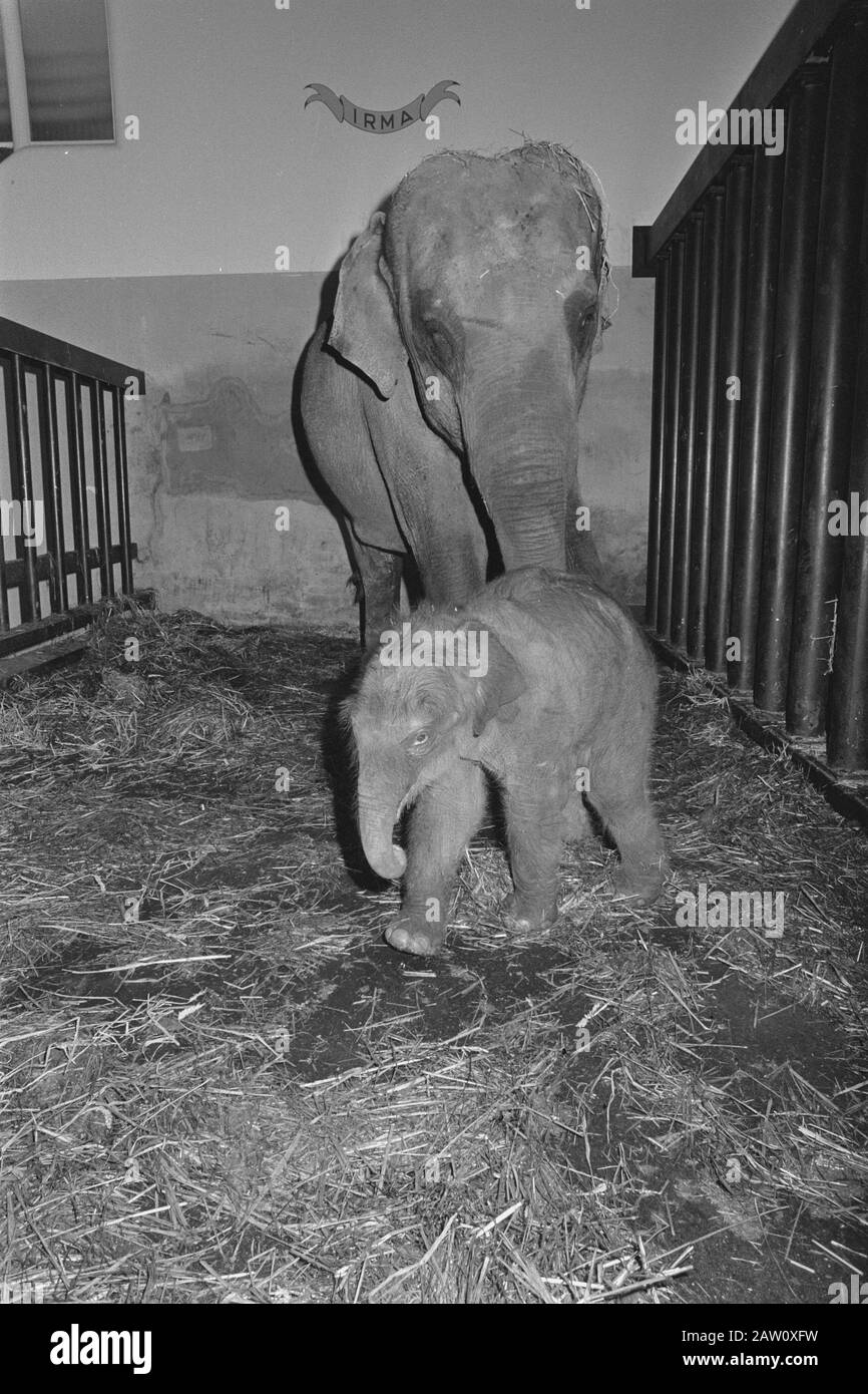 Elefant im Zoo von Blijdorp geboren; Mutter Irma der kleine Elefant Datum: 16. Juni 1984 Stichwörter: Zoos Personenname: Zoo von Rotterdam, Irma Stockfoto