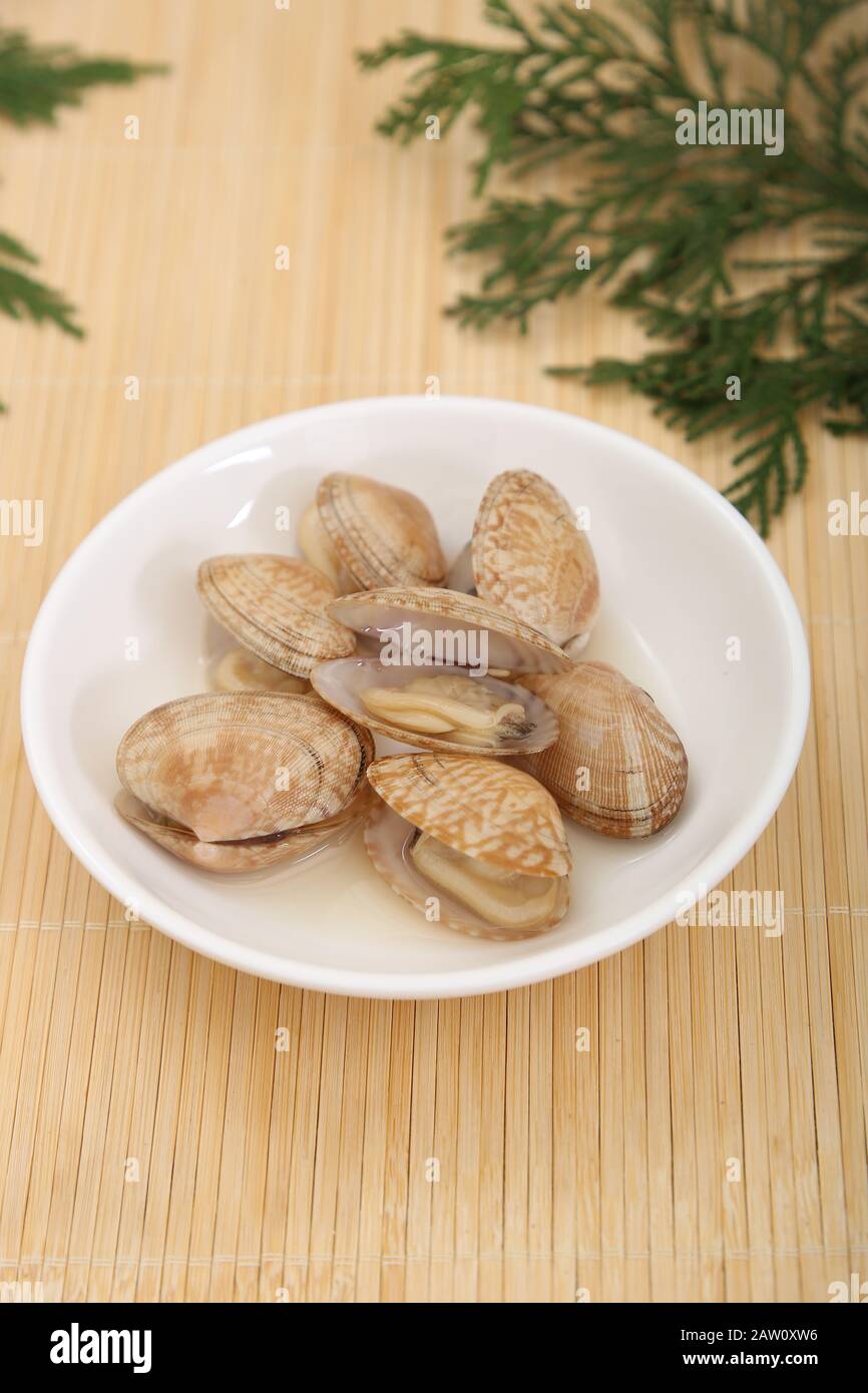 Asari Clam Stockfoto