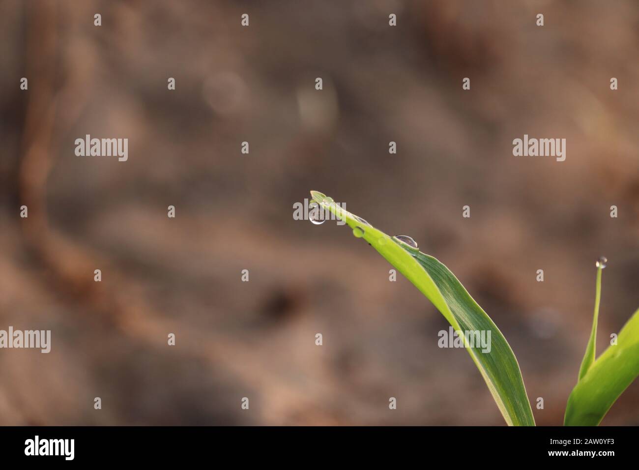 Nahaufnahme eines Wasserfalles auf Pflanzenblatt in der Morgenzeit, Pflanzen im Freien in der Natur Stockfoto