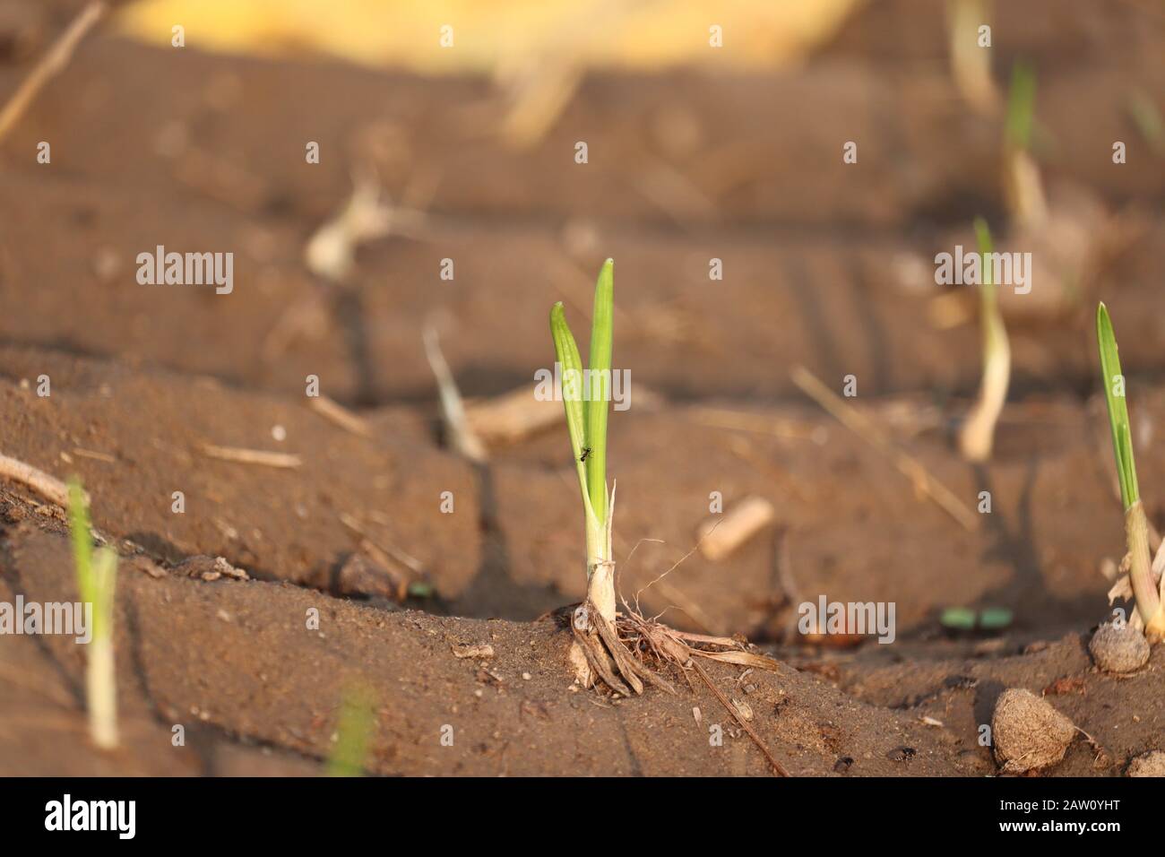 Nahaufnahme EINER gälisch-grünen oder weißen Pflanze und Wurzel mit Pflanzenschatten im Agrarbereich, im Freien Pflanzen in der Natur Stockfoto