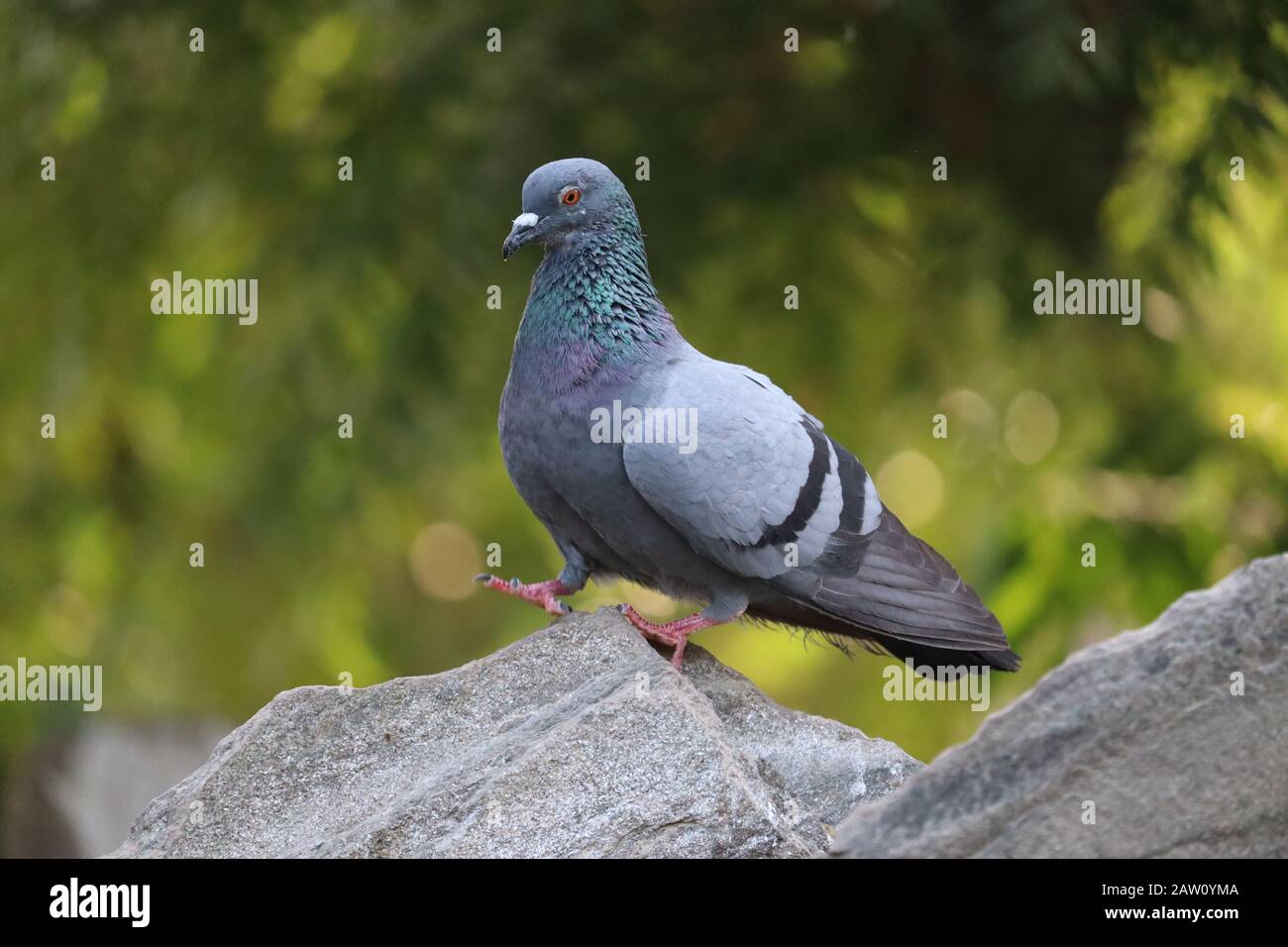 Nahaufnahme der roten Beine auf dem strukturierten Felsen, draußen Vögel, Taubenbilder Stockfoto