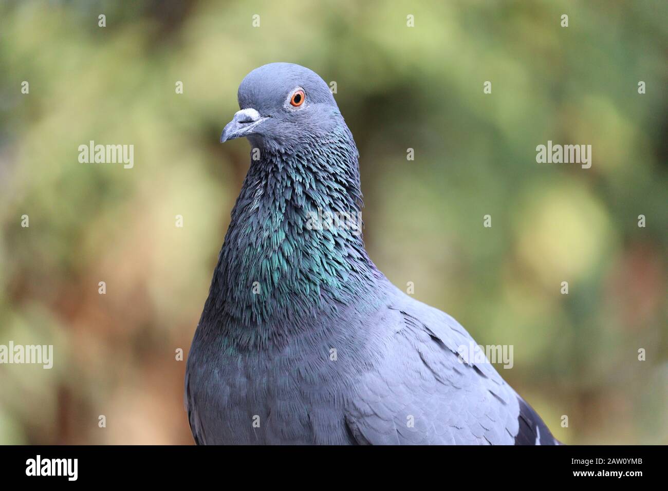 Nahaufnahme von heimischen oder wilden Blauhals oder Rotaugen-Tauben in der Natur , draußen Vögel, Taubenbilder Stockfoto