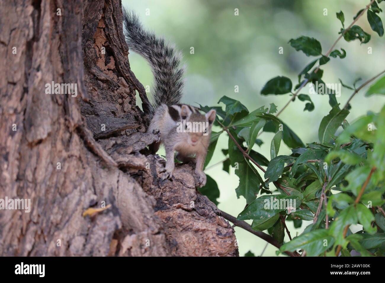 Nahaufnahme eines braunen Eichhörnchens, das in offener Natur auf dem Baum steht, draußen Straßentiere, Eichhörnchenbilder Stockfoto