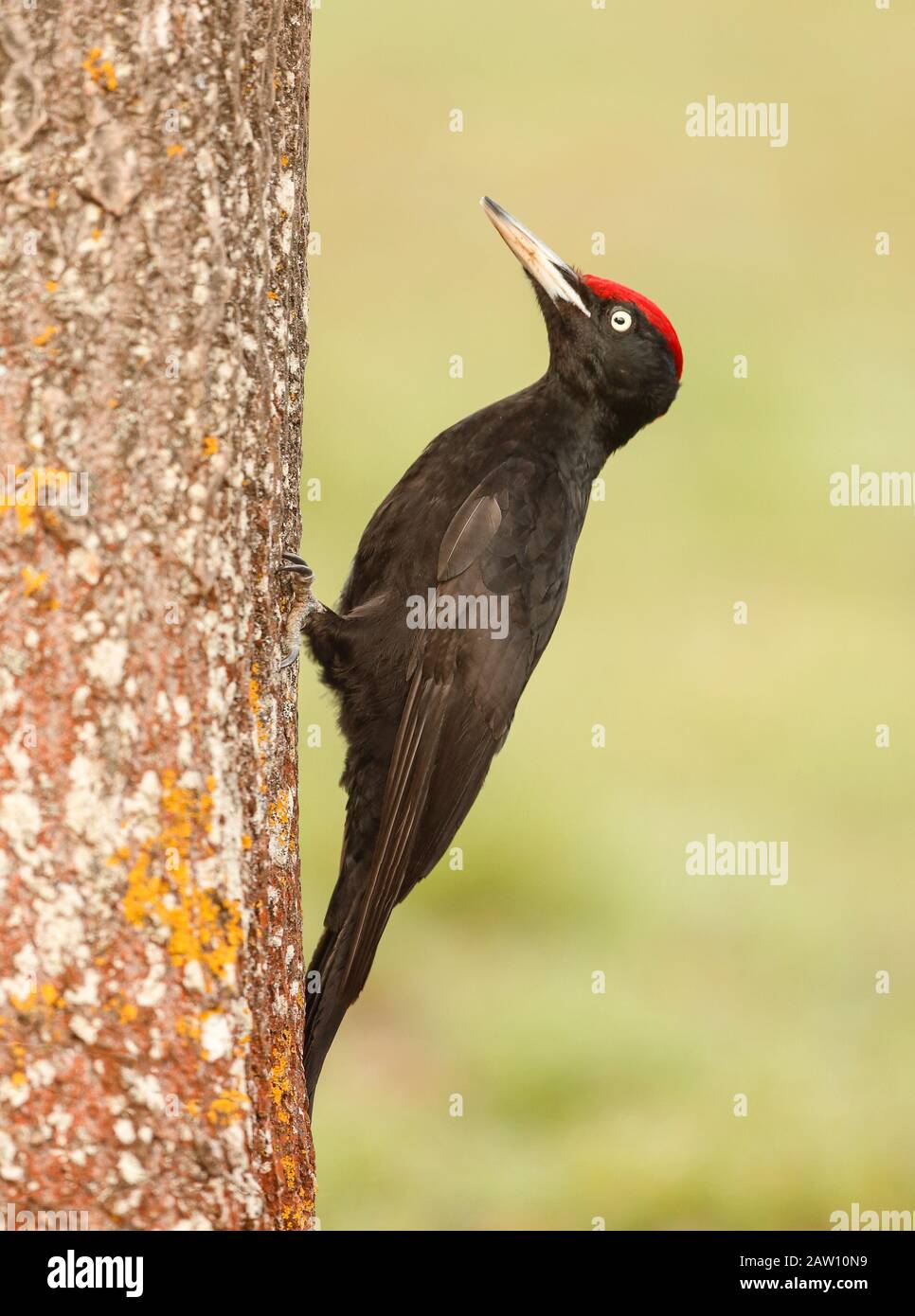 Schwarzspecht, Dryocopus martius, Spanien Stockfoto