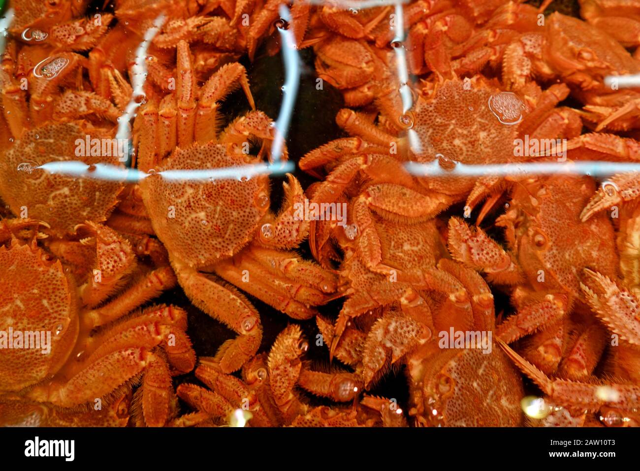 Hokkaiddo ist die Krabbenhauptstadt der Welt für sein kaltes Wetter. Hier gibt es viele Spezialitätenrestaurants, die diese Delikatesse servieren. Stockfoto