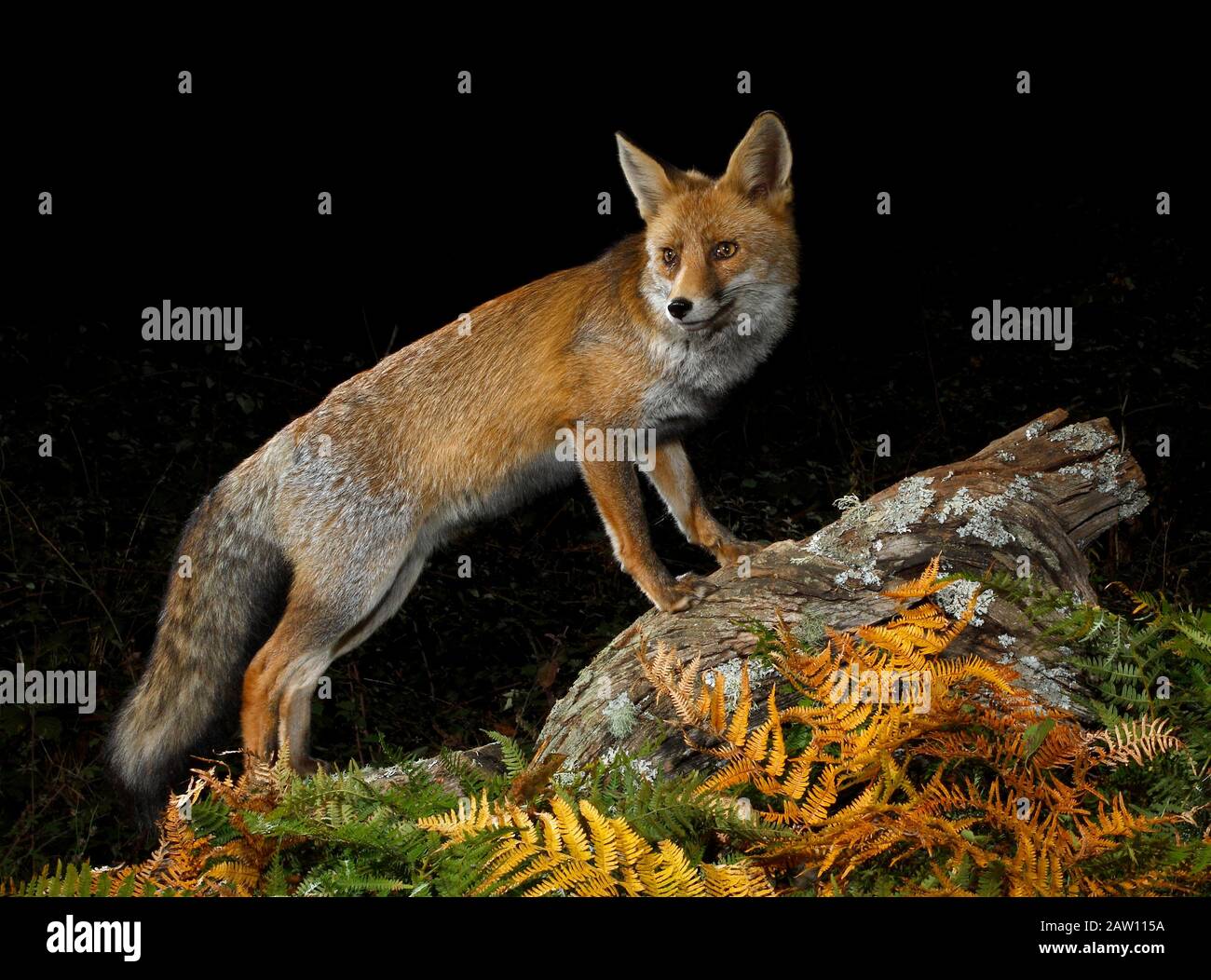 Rotfuchs (Vulpes vulpes), Spanien Stockfoto