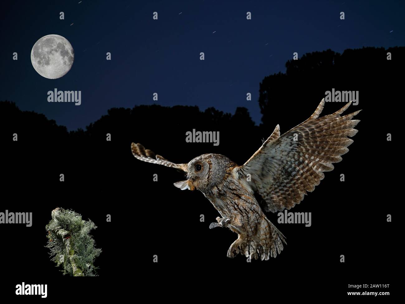Eurasische Scopen-Eule (Otus-Schrecken). Erwachsene fliegen nachts mit Beute und Mond im Blick. Salamanca, Castilla y León, Spanien Stockfoto