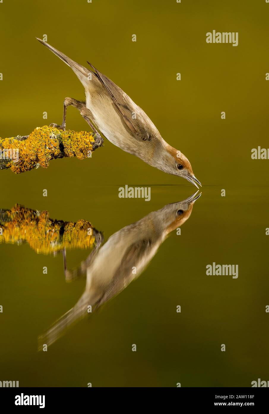 Eurasian Blackcap (Sylvia atricapilla) Trinking, Salamanca, Castilla y León, Spanien Stockfoto