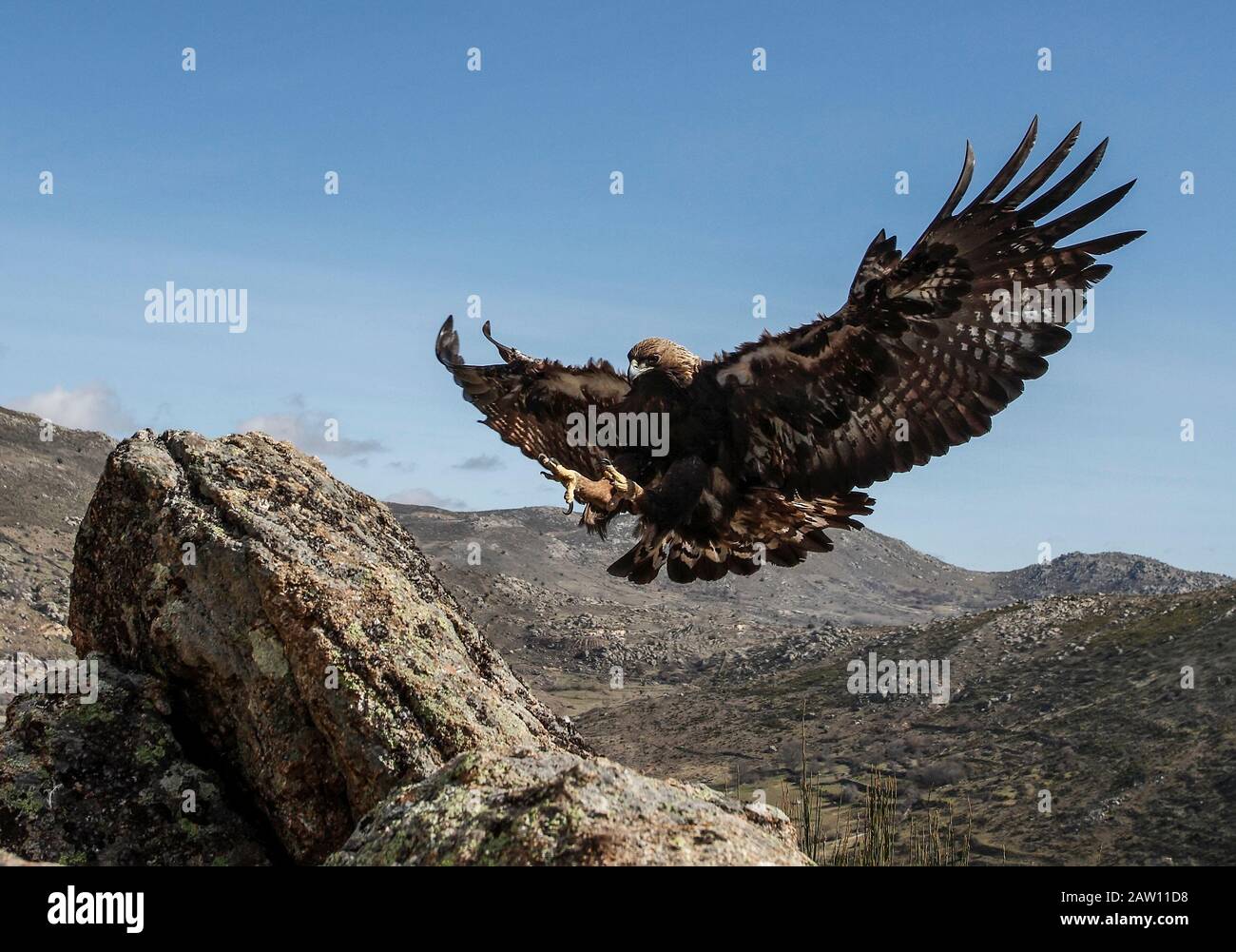 Golden Eagle (Aquila chrysaetos) Landing, Salamanca, castilla y Leon, Spanien Stockfoto